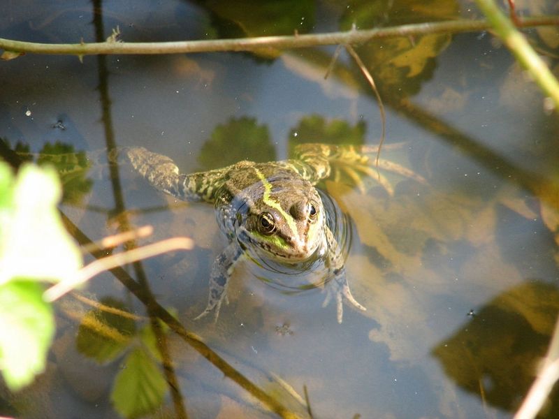 2010 04 Plantes sauvages comestibles 13